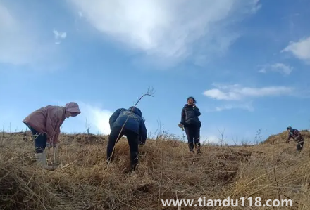 霜降以后還能種樹嗎(霜降后果樹能栽活嗎)(圖1) 霜降以后還能種樹嗎1