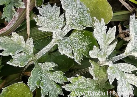 2022年霜凍會(huì)早來(lái)還是晚來(lái)(霜凍和霜降有啥不一樣)(圖3) 2022年霜凍會(huì)早來(lái)還是晚來(lái)3