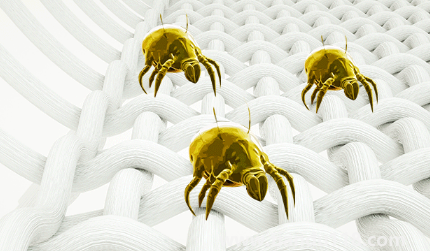 吹風機能殺死螨蟲嗎(為什么要用吹風機殺螨)(圖2) 吹風機能殺死螨蟲嗎2