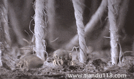 吹風機能殺死螨蟲嗎（為什么要用吹風機殺螨）