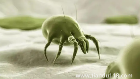 吹風機能殺死螨蟲嗎(為什么要用吹風機殺螨)(圖3) 吹風機能殺死螨蟲嗎3