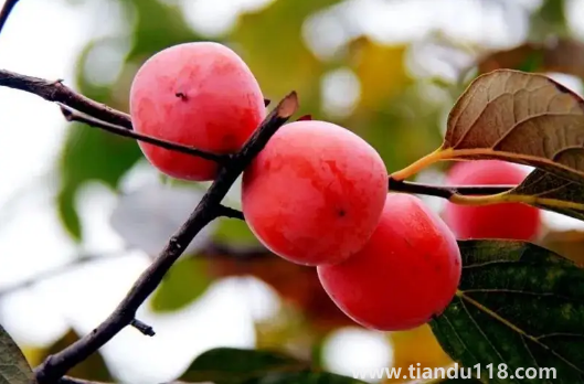 火葫蘆柿子吃軟的還是硬的(吃柿子的注意事項)(圖2) 火葫蘆柿子吃軟的還是硬的2