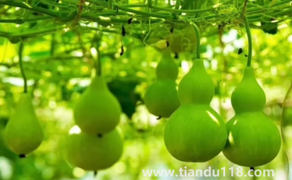 葫蘆是不是不能掛一對(家里最多掛幾個葫蘆)(圖3) 葫蘆是不是不能掛一對 3