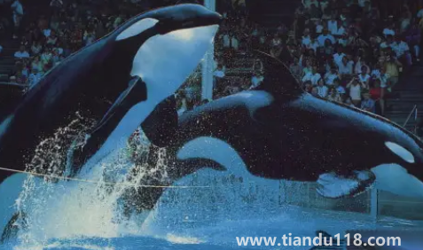 虎鯨的壽命有多長(zhǎng)(虎鯨的智商有多高)(圖3) 虎鯨的壽命有多長(zhǎng)3