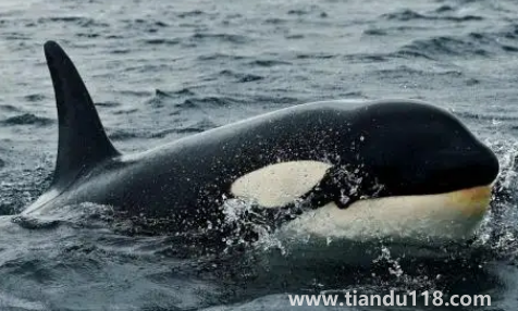 虎鯨的壽命有多長(zhǎng)(虎鯨的智商有多高)(圖2) 虎鯨的壽命有多長(zhǎng)2