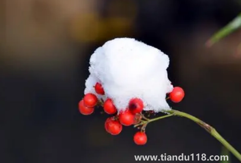 2022年11月份節(jié)氣到小雪是什么天氣(小雪節(jié)氣的氣象條件怎么樣)(圖2) 2022年11月份節(jié)氣到小雪是什么天氣2