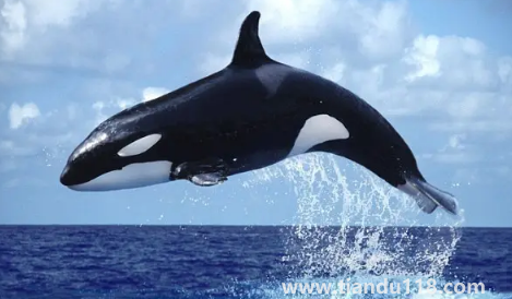 虎鯨到底是海豚還是鯨魚(虎鯨有多重多少噸)(圖3) 虎鯨到底是海豚還是鯨魚3