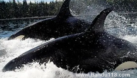 虎鯨表演對(duì)虎鯨的傷害(海洋館里的動(dòng)物痛苦嗎)(圖2) 虎鯨表演對(duì)虎鯨的傷害2