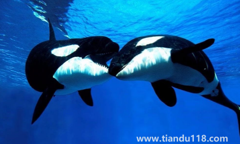 虎鯨為什么對人類友好最科學(xué)最權(quán)威解釋（人一般掉進(jìn)海里虎鯨會(huì)救嗎）