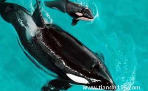 虎鯨會(huì)覺得人類可愛嗎（虎鯨為什么這么喜歡人類）