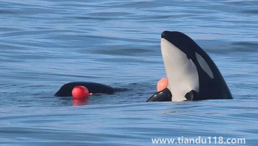 虎鯨受傷了向人類求助會(huì)怎么樣（虎鯨能打過大白鯊嗎）