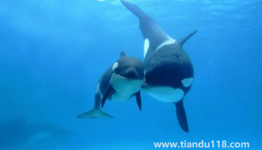 虎鯨受傷了向人類求助會(huì)怎么樣(虎鯨能打過大白鯊嗎)(圖3) 虎鯨受傷了向人類求助會(huì)怎么樣3