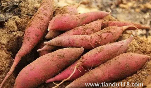 煙薯可以減肥嗎(減肥期間吃煙薯會(huì)胖嗎)(圖3) 煙薯可以減肥嗎3