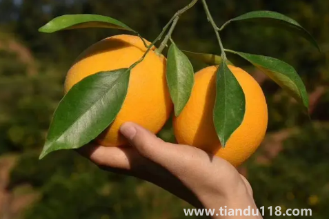 臍橙是挑肚臍眼大的還是小的（臍橙選擇要注意什么）