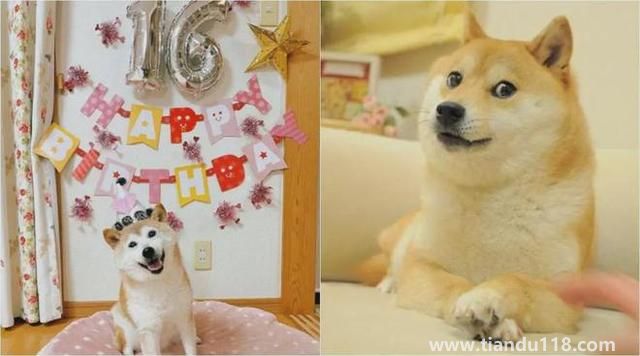 Doge表情包原型柴犬患白血病和肝?。ㄔ摬袢蔷W(wǎng)絡(luò)流行表情包“Doge”的原型）