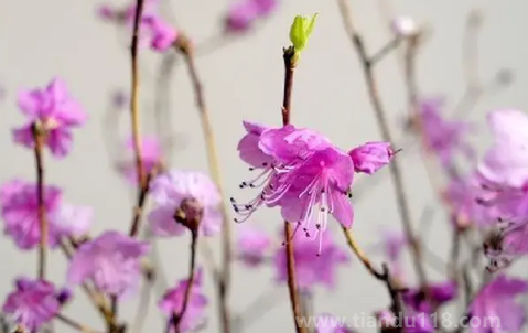 為什么不能養(yǎng)干枝杜鵑（干枝杜鵑為什么禁養(yǎng)）