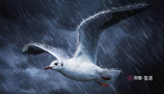 雷雨一課是按照什么的順序來寫的 雷雨這篇課文作者按什么的順序描寫的(圖2) 雷雨一課是按照什么的順序來寫的