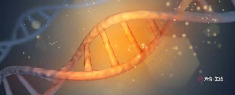 組成多聚核苷酸的骨架成分是 組成多聚核苷酸的骨架成分是什么(圖1) 組成多聚核苷酸的骨架成分是